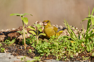 verderón europeo o verderón común​ (Chloris chloris)​	
