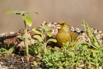 verderón europeo o verderón común​ (Chloris chloris)​	
