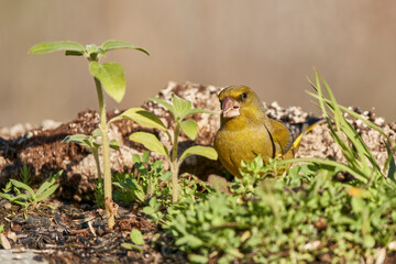 verderón europeo o verderón común​ (Chloris chloris)​	
