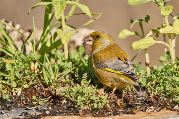 verderón europeo o verderón común​ (Chloris chloris)​	
