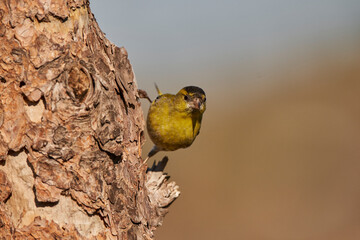 Jilguero lúgano posado en el borde del estanque y reflejado en el agua (Carduelis spinus)	
