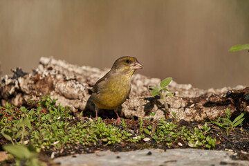 verderón europeo o verderón común​ (Chloris chloris)​	
