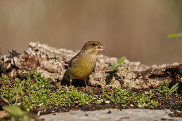 verderón europeo o verderón común​ (Chloris chloris)​	
