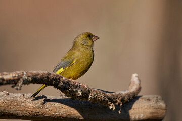 verderón europeo o verderón común​ (Chloris chloris)​	
