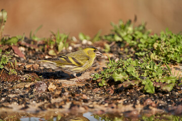 Jilguero lúgano posado en el borde del estanque (Carduelis spinus)	