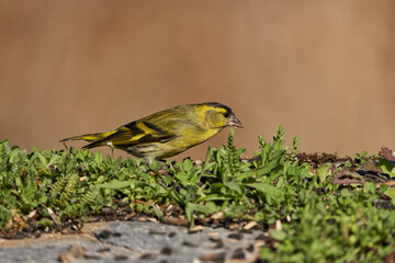 Jilguero lúgano posado en el borde del estanque (Carduelis spinus)	