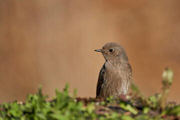 colirrojo tizón hembra en el bosque (Phoenicurus ochruros)	