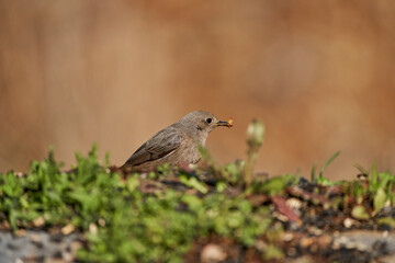 colirrojo tizón hembra en el bosque (Phoenicurus ochruros)	