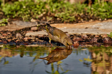 verderón europeo o verderón común​ (Chloris chloris)​	
