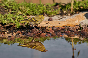 Jilguero lúgano posado en el borde del estanque (Carduelis spinus)	