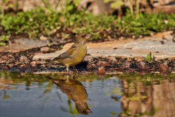 verderón europeo o verderón común​ (Chloris chloris)​	

