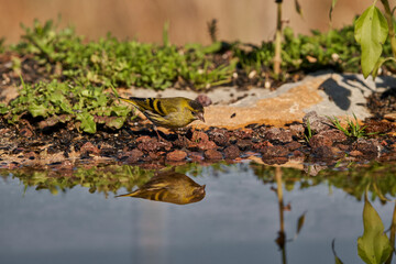Jilguero lúgano posado en el borde del estanque (Carduelis spinus)	