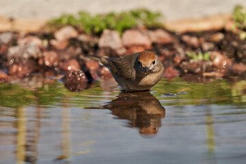 curruca capirotada hembra en el estanque 