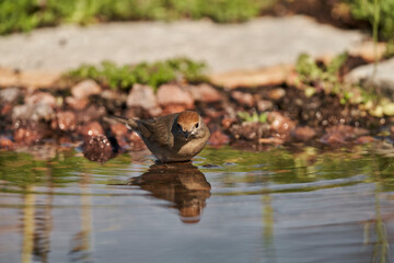 curruca capirotada hembra en el estanque 