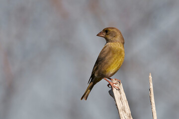 verderón europeo o verderón común​ (Chloris chloris)​	
