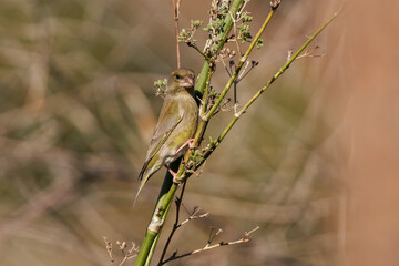verderón europeo o verderón común​ (Chloris chloris)​	
