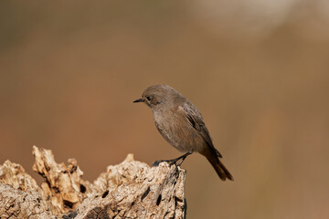 colirrojo tizón hembra en el bosque (Phoenicurus ochruros)	