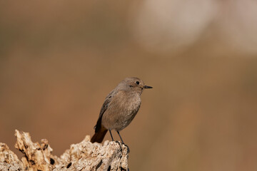 colirrojo tizón hembra en el bosque (Phoenicurus ochruros)	