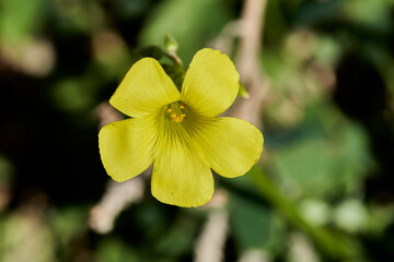 flor de vinagreta