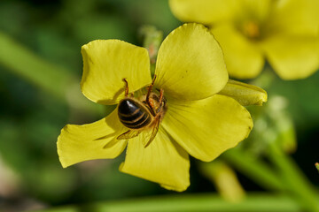 abeja melífera en una flor amarilla  (Apis mellifera Linnaeus) Marbella Andalucía España	