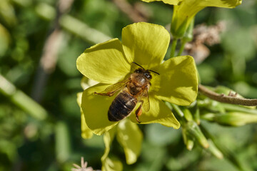 abeja melífera en una flor amarilla  (Apis mellifera Linnaeus) Marbella Andalucía España	