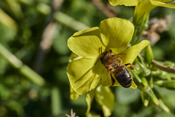abeja melífera en una flor amarilla  (Apis mellifera Linnaeus) Marbella Andalucía España	