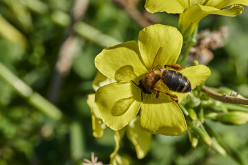 abeja melífera en una flor amarilla  (Apis mellifera Linnaeus) Marbella Andalucía España	
