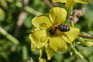 abeja melífera en una flor amarilla  (Apis mellifera Linnaeus) Marbella Andalucía España	