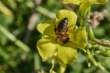 abeja melífera en una flor amarilla  (Apis mellifera Linnaeus) Marbella Andalucía España	