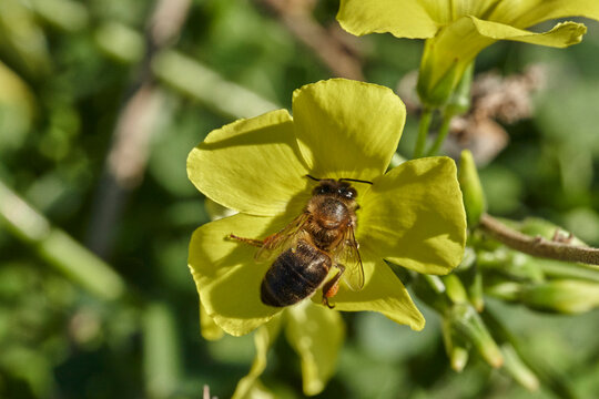 abeja melífera en una flor amarilla  (Apis mellifera Linnaeus) Marbella Andalucía España	