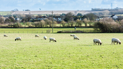 Fototapeta premium Sheep Grazing with the Broom Downs in the background near to Upchurch in Kent, England