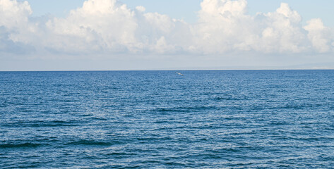 Fototapeta premium seagull over the Mediterranean sea on a sunny day 4
