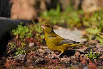 verderón europeo o verderón común​ (Chloris chloris)​	
