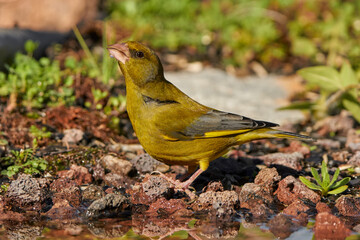 verderón europeo o verderón común​ (Chloris chloris)​	
