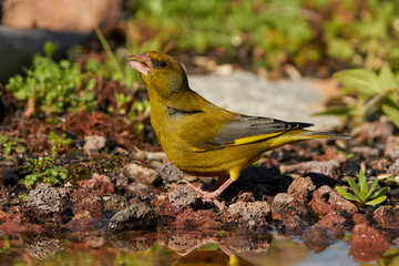 verderón europeo o verderón común​ (Chloris chloris)​	
