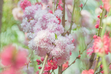 Soft focus, pink cherry blossoms or Sakura flowers on a natural background. Blooming fruit trees in the orchard. Floral banner for agriculture or horticulture business.
