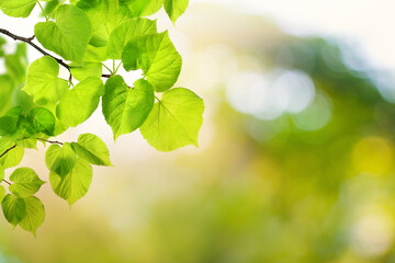 Green nature background. Green leaf in garden at sunny summer. Natural green leaves plants using as spring background, greenery environment ecology wallpaper