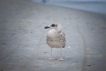 Picture of a young herring gull standing in Jurmala, latvia. The European herring gull (Larus...