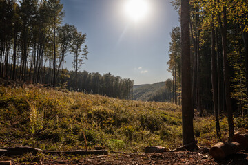 Picture of a logging camp in Papuk mountains in Croatia. Papuk Nature Park is located in the...