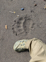 Brown bear paw prints compared to human hand. Lake Clark National Park in Alaska. Alaska Peninsula...