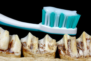 Toothbrush on moose teeth. For a radiant smile: toothbrush and toothpaste declare war on brown teeth.