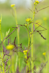 mustard flowers