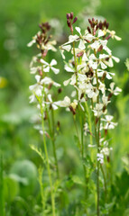 arugula flowers