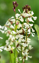 arugula flowers