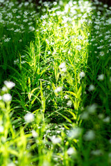 white spring flowers