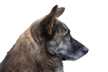 Portrait of a brown dog, side view. Isolated on white background.
