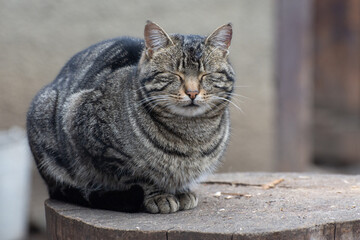 A fat stray cat is sitting on the street. Sleeping cat.