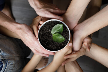 Human hands with green plant. Cooperation in planting trees has many hands to help grow and help to...