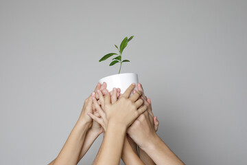 Environment protection concept. Human hands with green plant on gray background