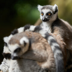  im Hintergrund sitzender, in Gefangenschaft lebender Katta, lemur catta in einem Tierpark